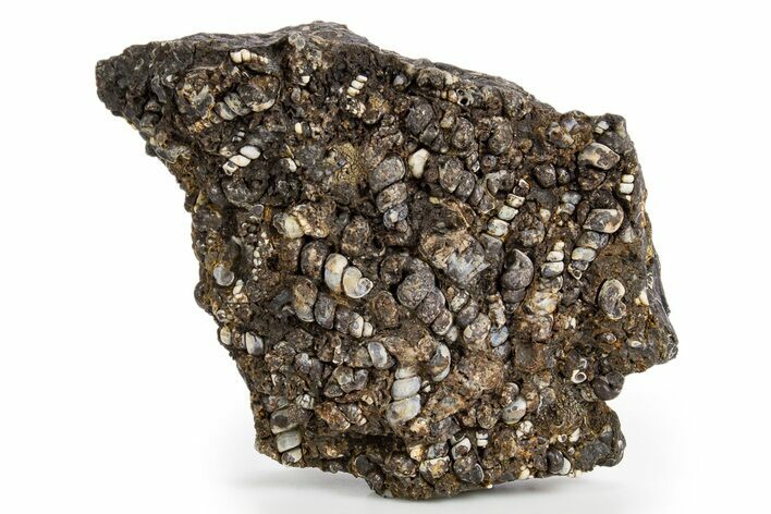 Fossil Freshwater Snails (Elimia) In Limestone - Wyoming #324611